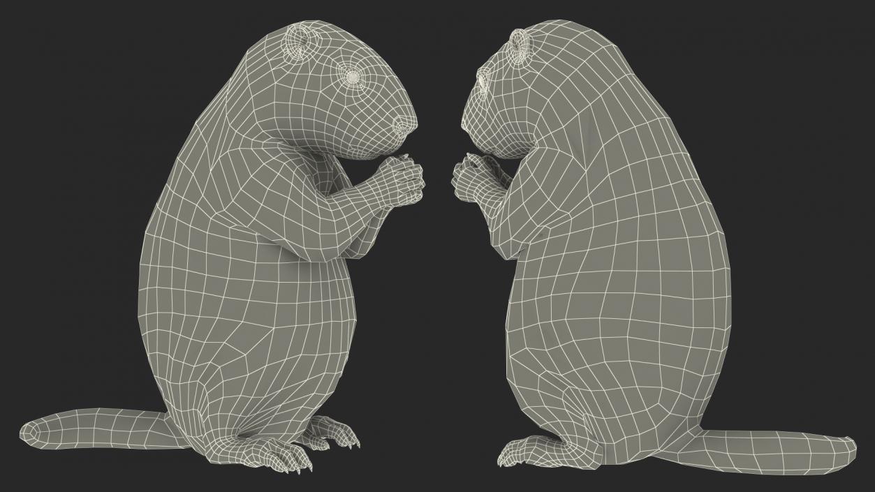 3D model Alpine Marmot Eating Pose