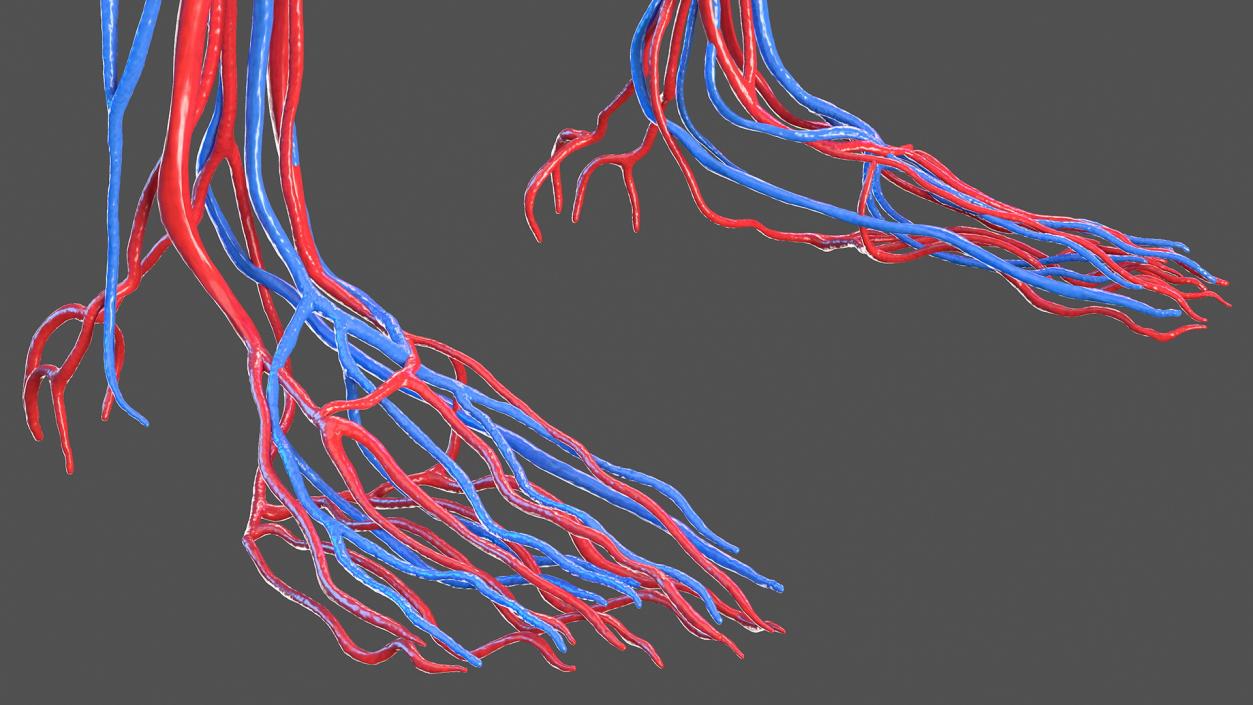 3D Female Cardiovascular System Anatomy