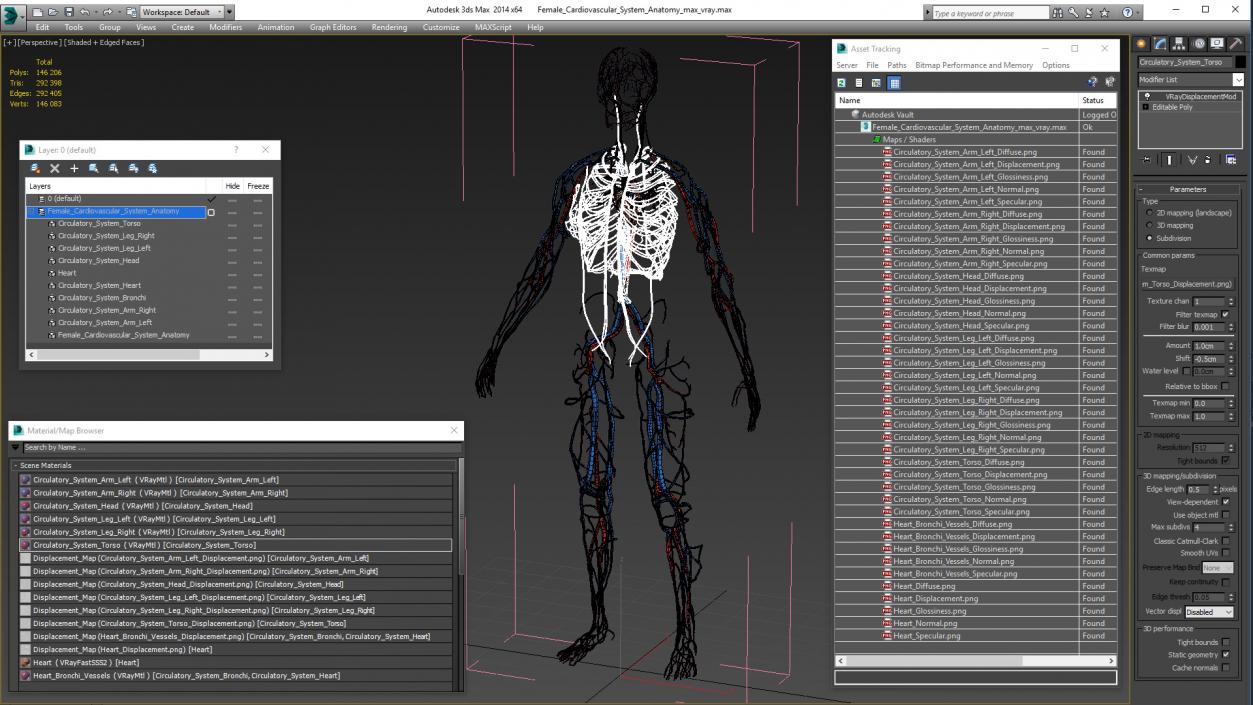 3D Female Cardiovascular System Anatomy