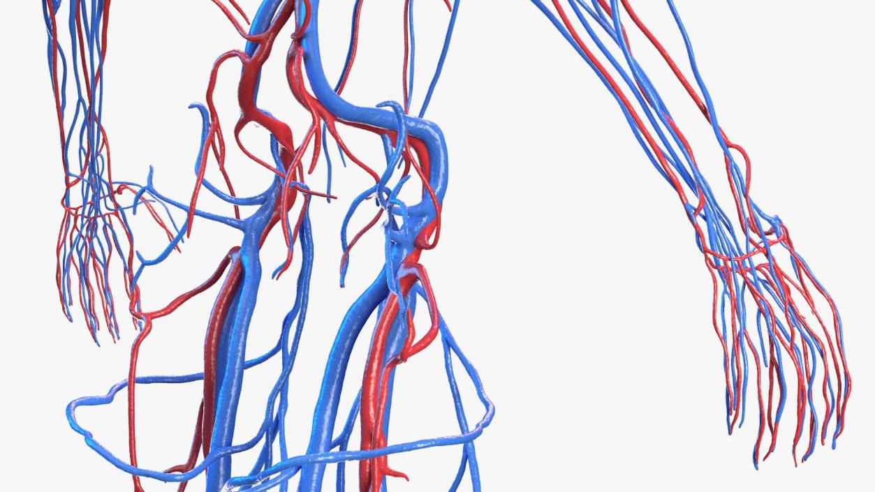 3D Female Cardiovascular System Anatomy