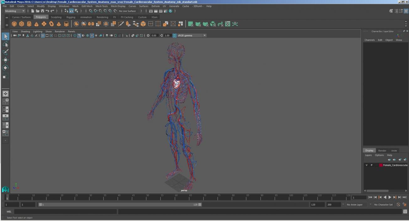 3D Female Cardiovascular System Anatomy