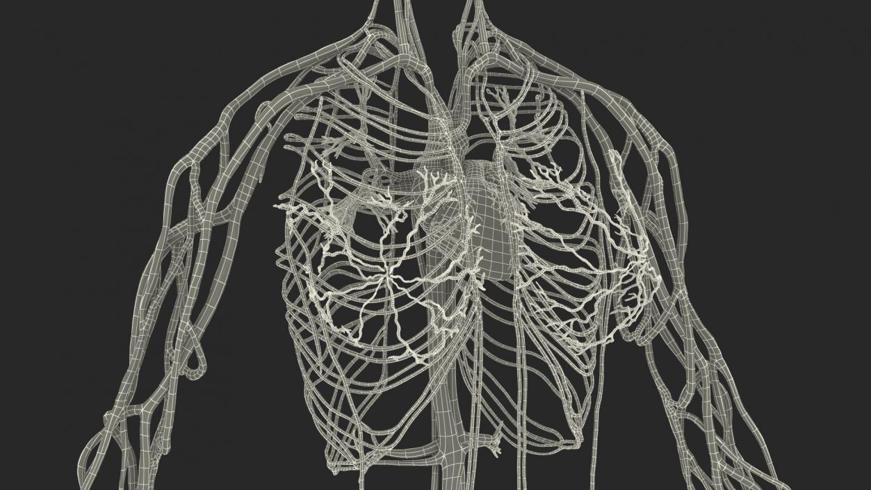 3D Female Cardiovascular System Anatomy