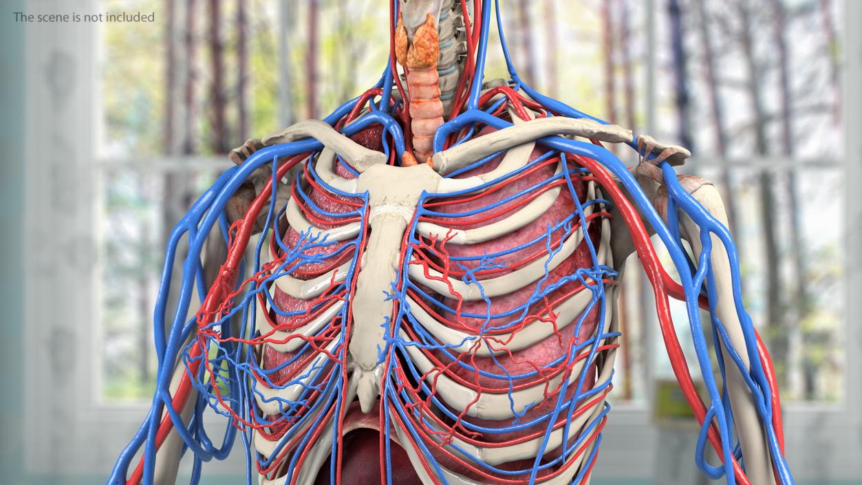 3D Female Cardiovascular System Anatomy