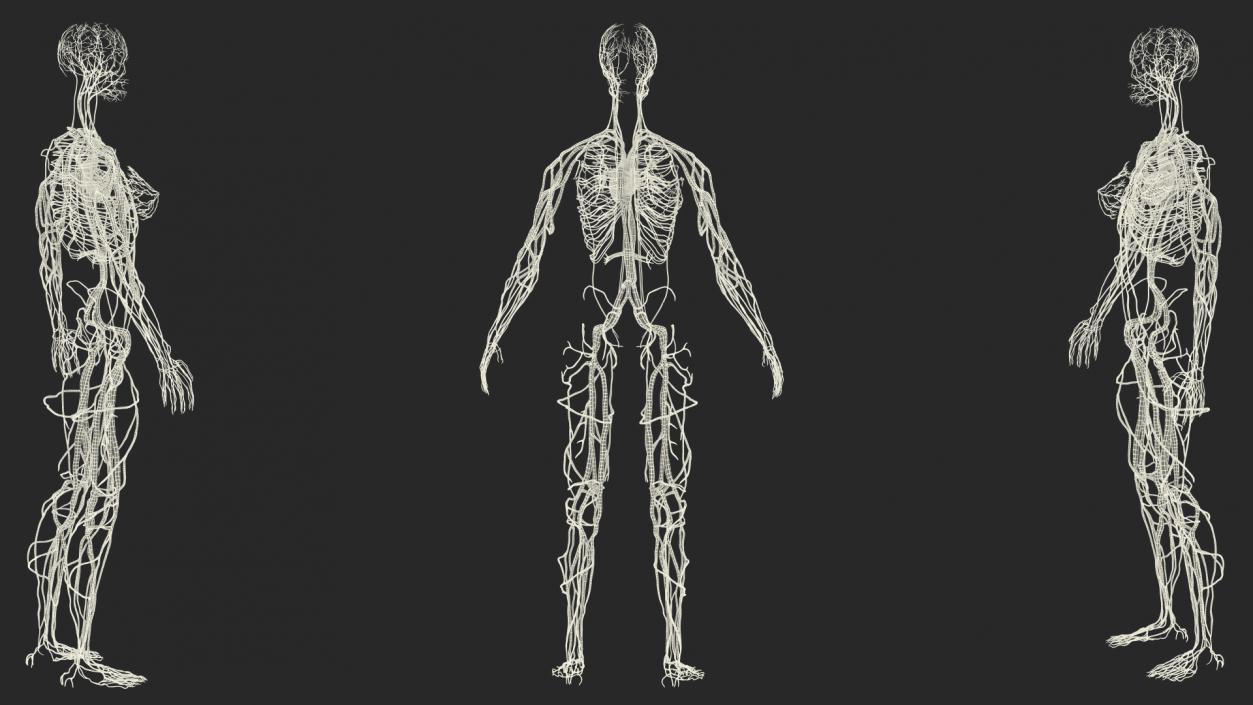 3D Female Cardiovascular System Anatomy