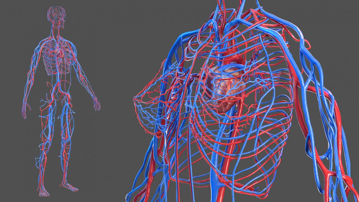 3D Female Cardiovascular System Anatomy