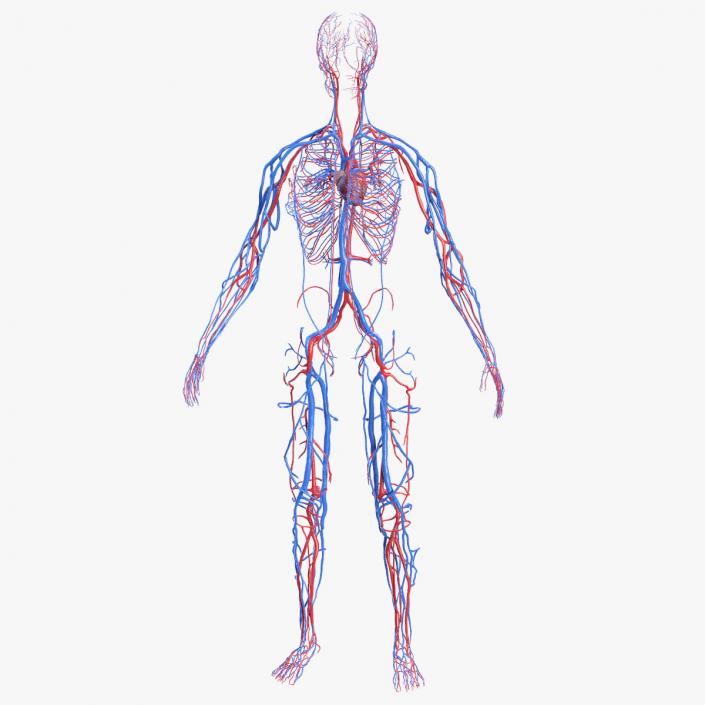 3D Female Cardiovascular System Anatomy