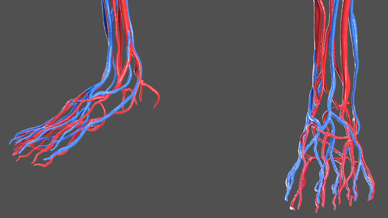 3D Female Cardiovascular System Anatomy