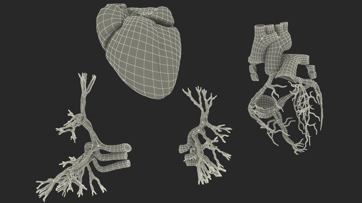 3D Female Cardiovascular System Anatomy