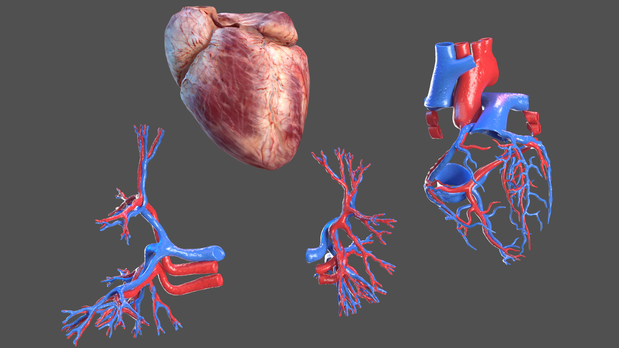 3D Female Cardiovascular System Anatomy