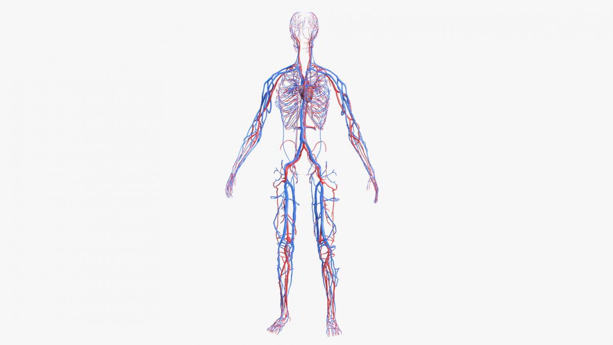 3D Female Cardiovascular System Anatomy