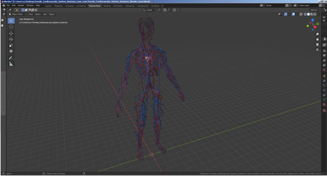 3D Female Cardiovascular System Anatomy