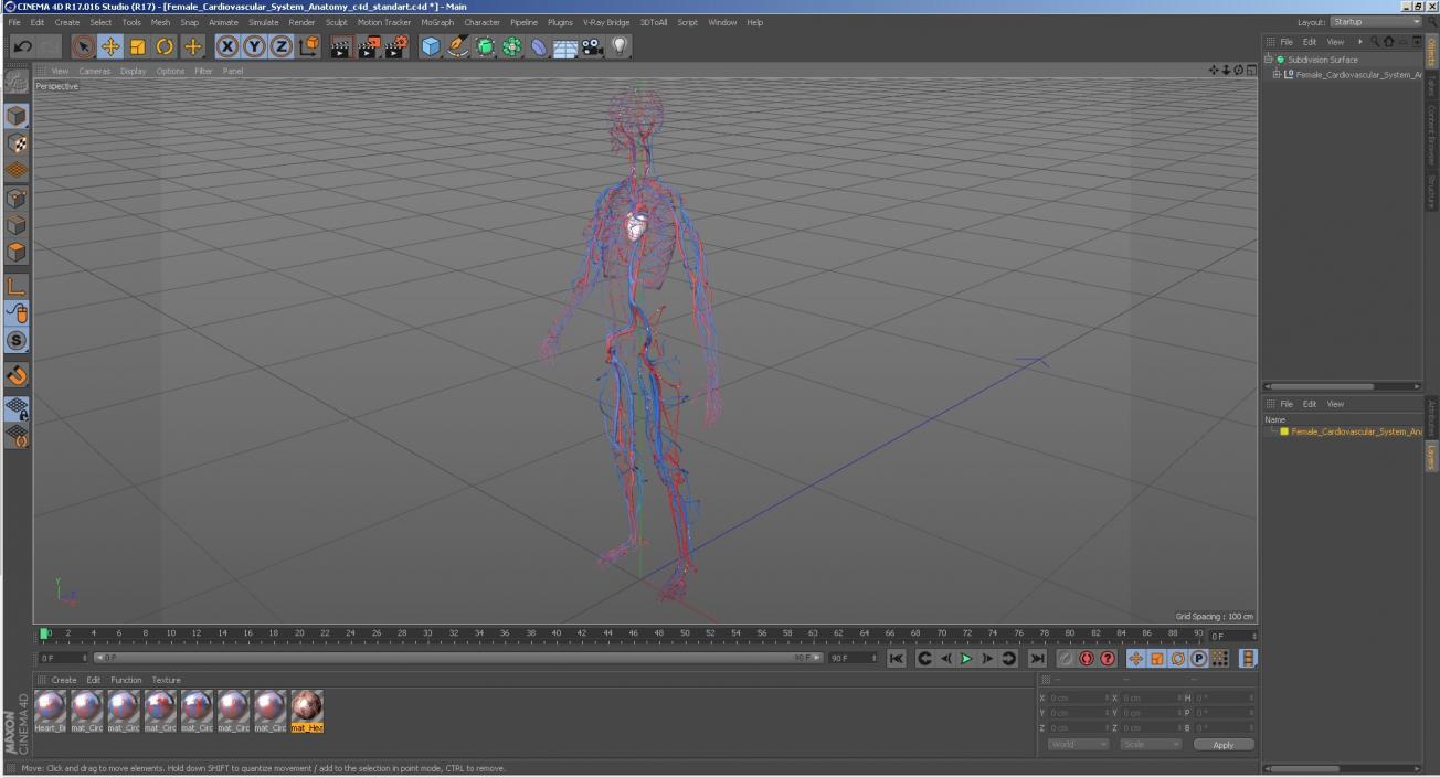 3D Female Cardiovascular System Anatomy