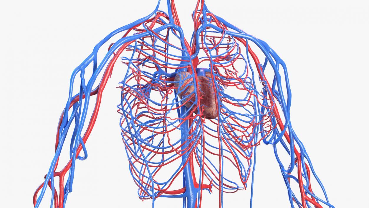 3D Female Cardiovascular System Anatomy