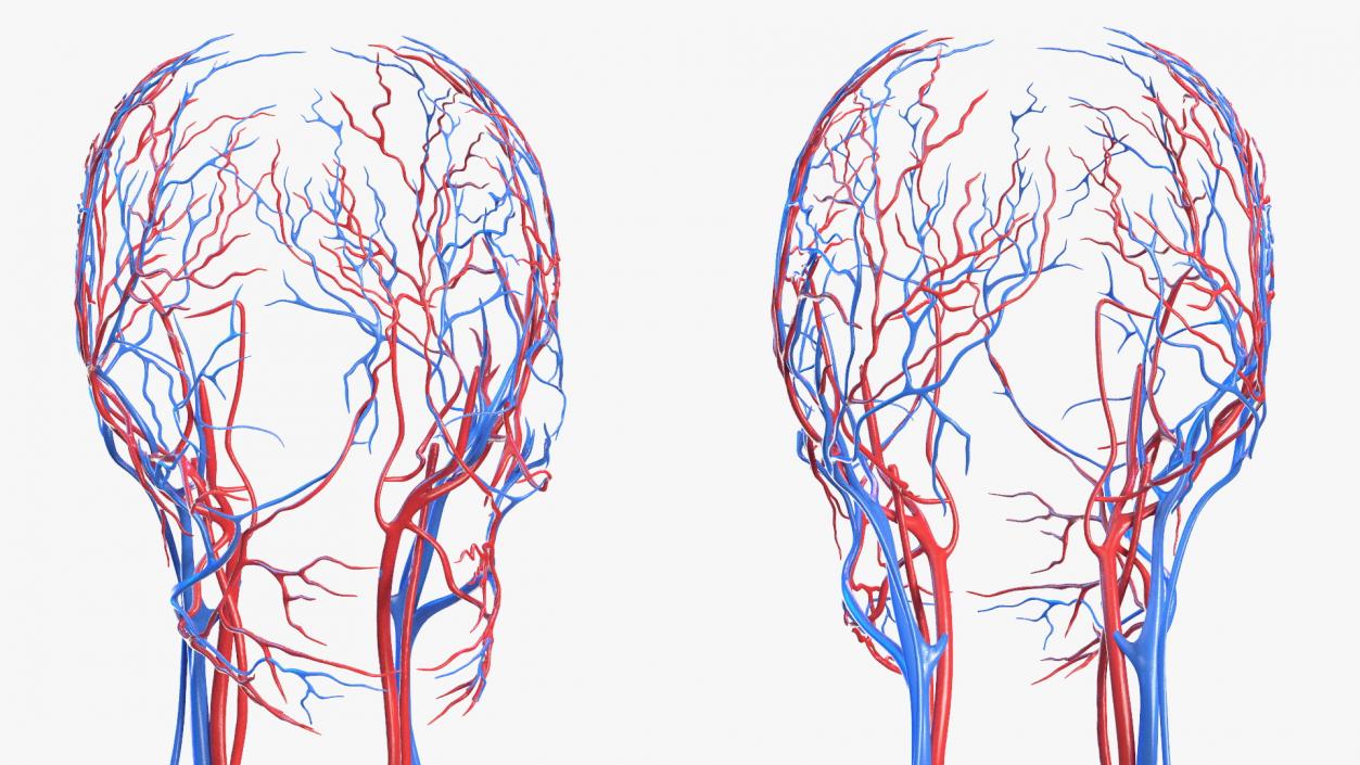 3D Female Cardiovascular System Anatomy