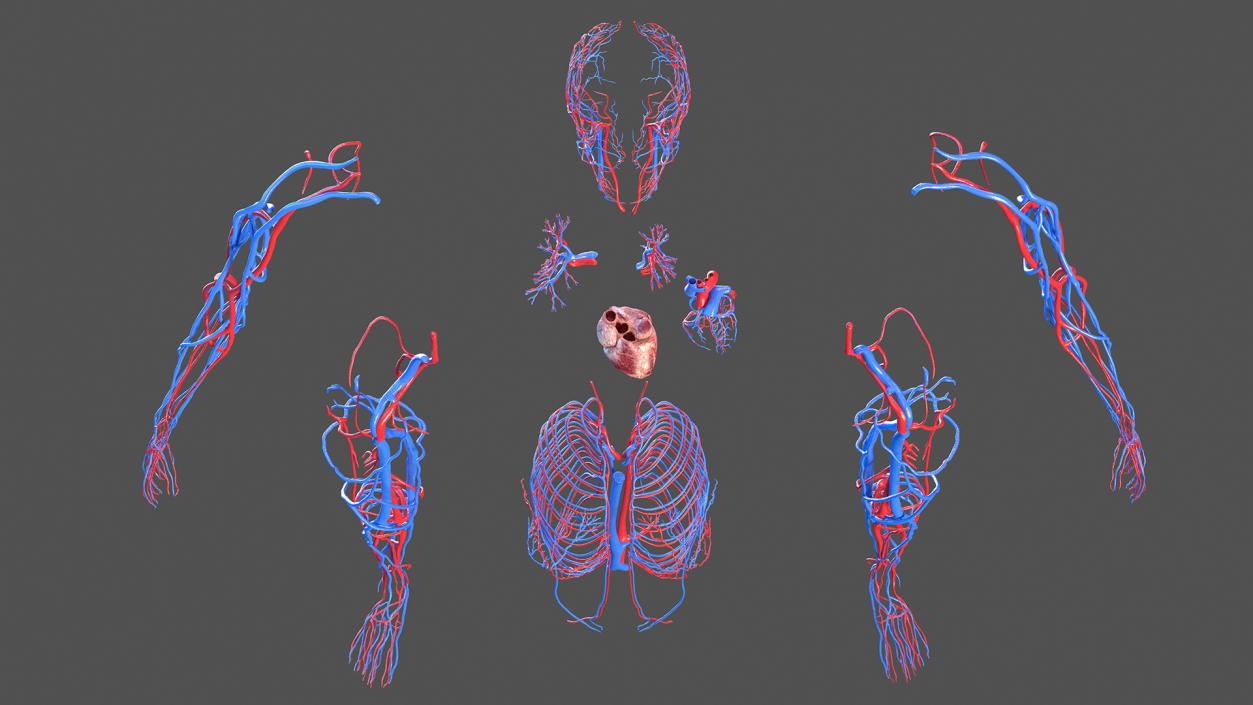 3D Female Cardiovascular System Anatomy