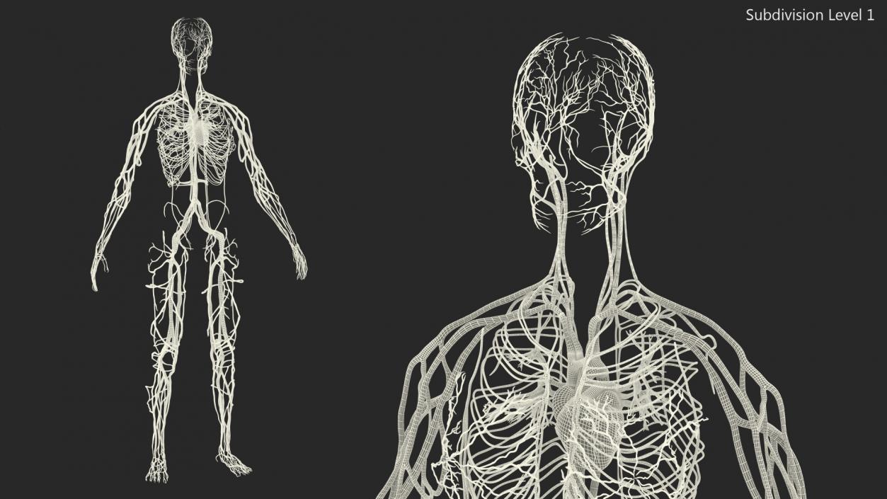 3D Female Cardiovascular System Anatomy