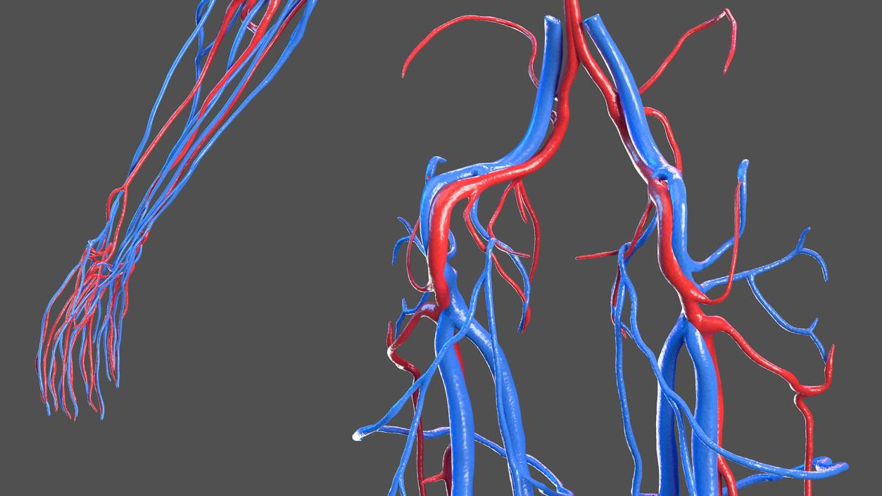 3D Female Cardiovascular System Anatomy