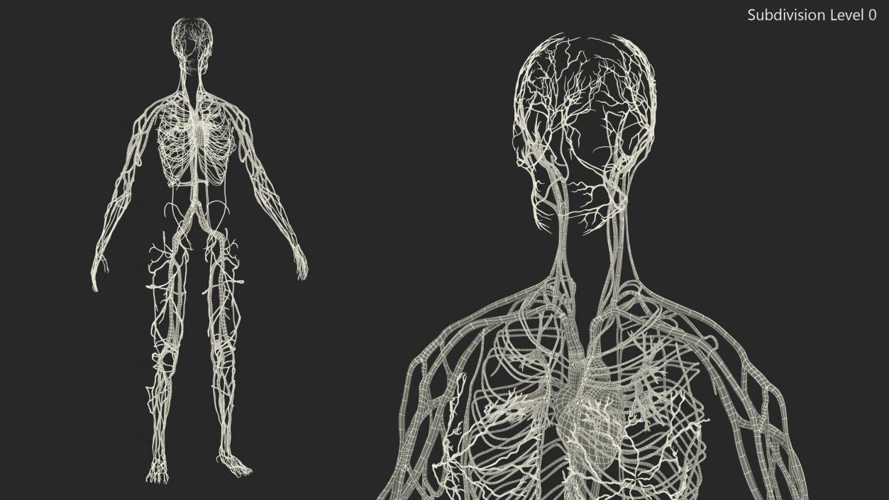 3D Female Cardiovascular System Anatomy