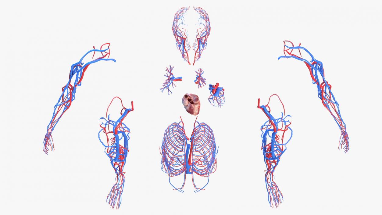 3D Female Cardiovascular System Anatomy