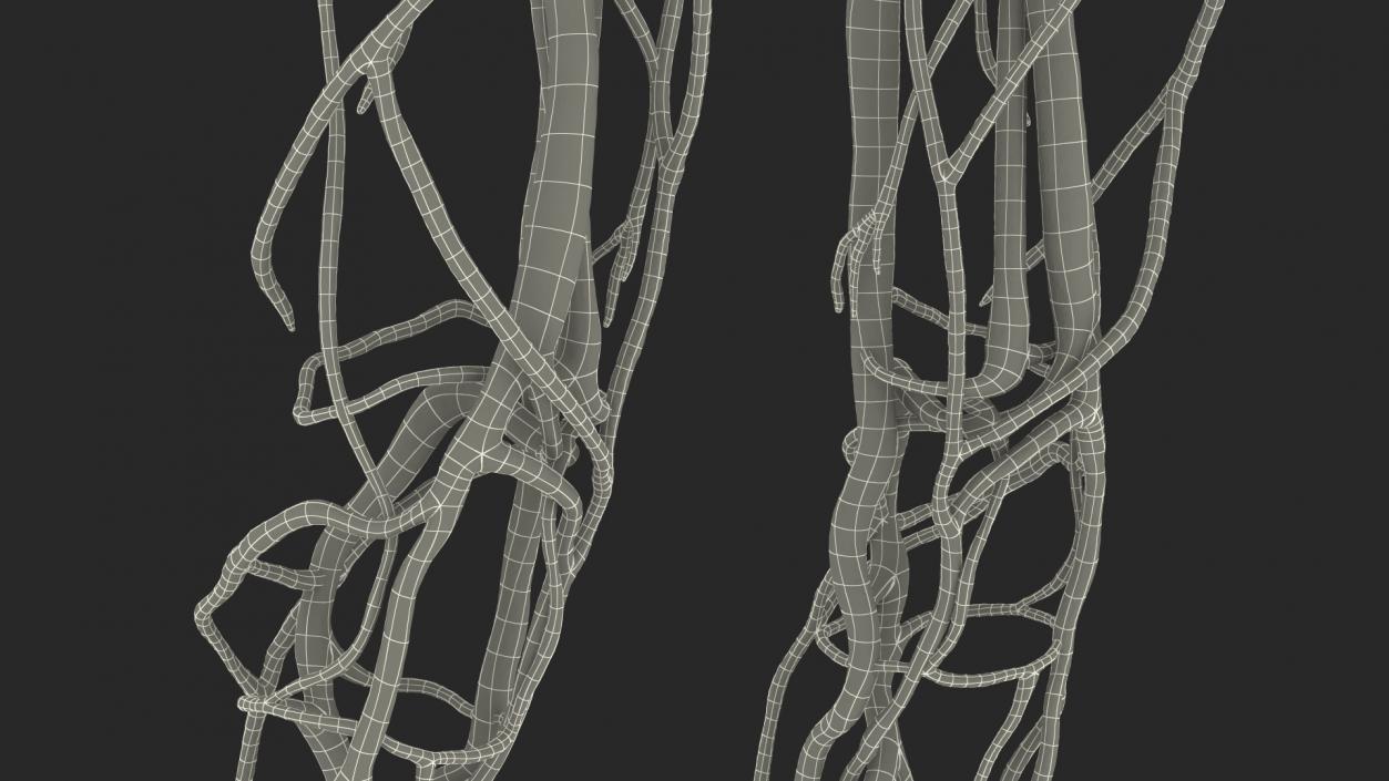 3D Female Cardiovascular System Anatomy