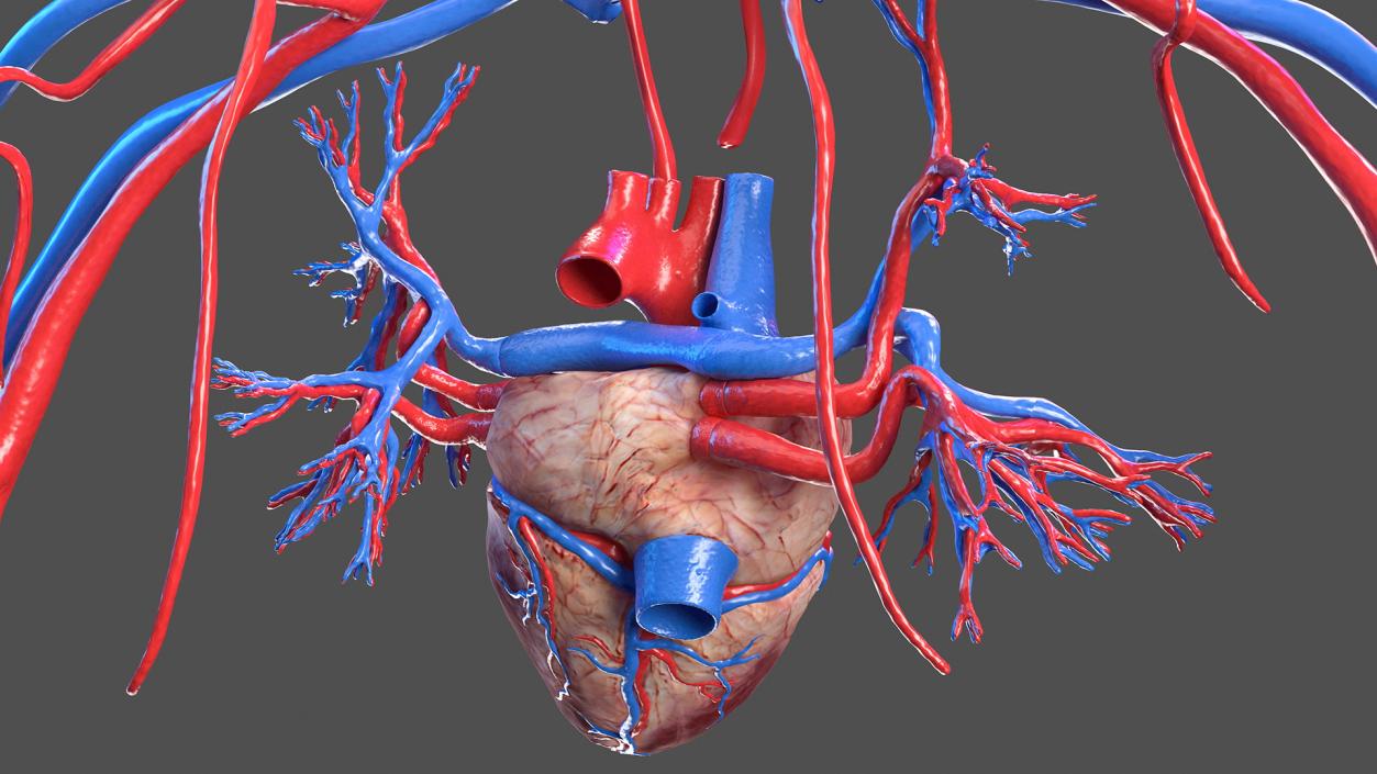 3D Female Cardiovascular System Anatomy