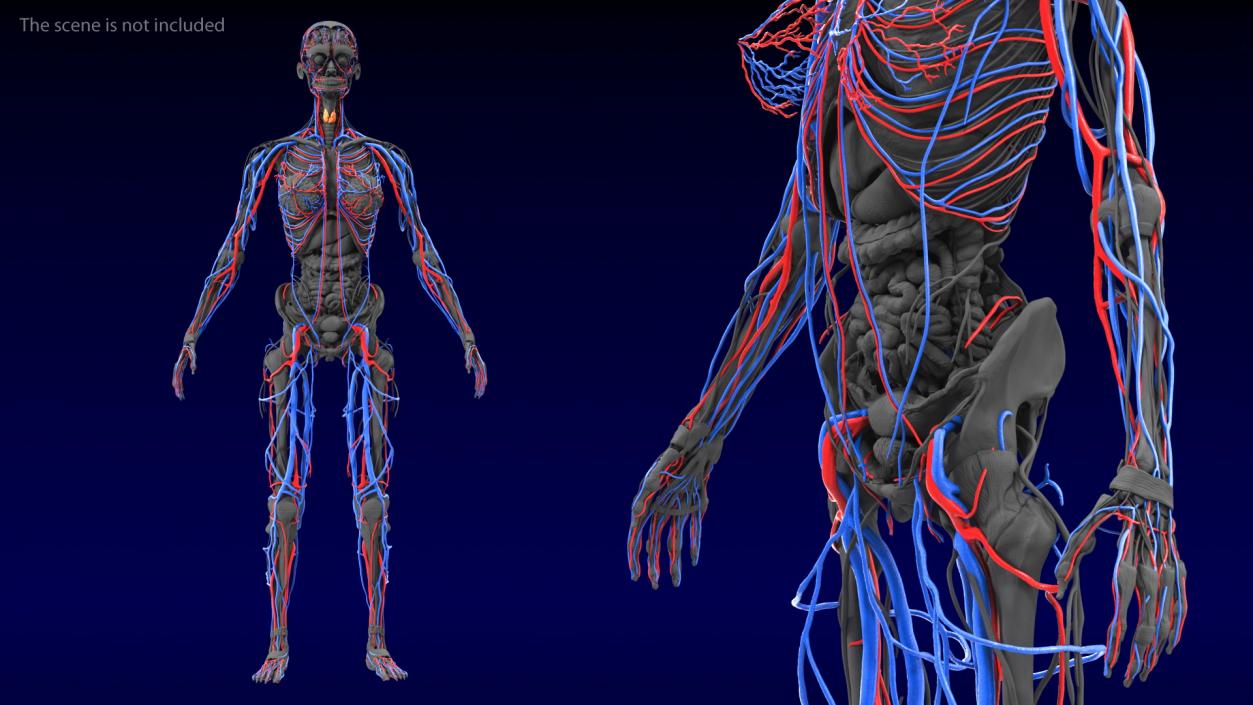 3D Female Cardiovascular System Anatomy