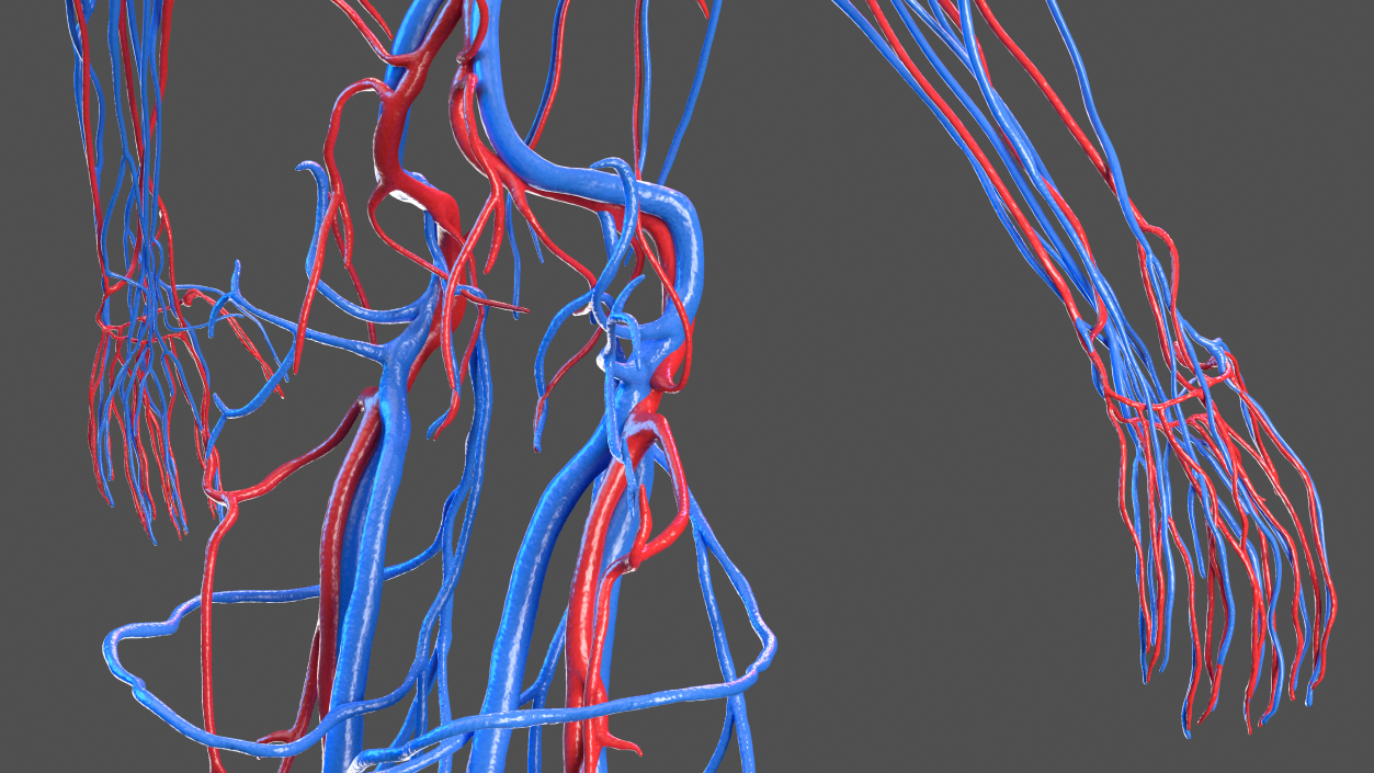 3D Female Cardiovascular System Anatomy