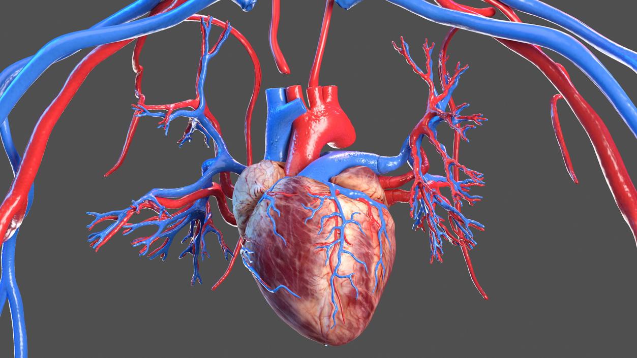 3D Female Cardiovascular System Anatomy