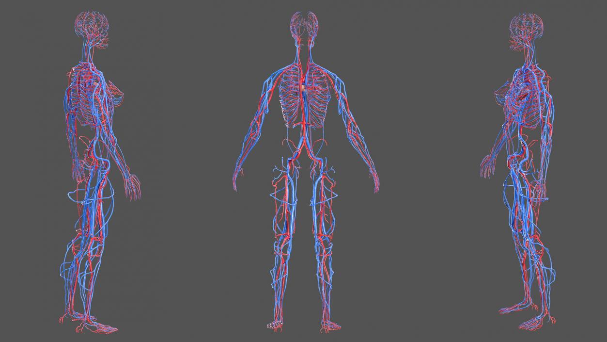 3D Female Cardiovascular System Anatomy