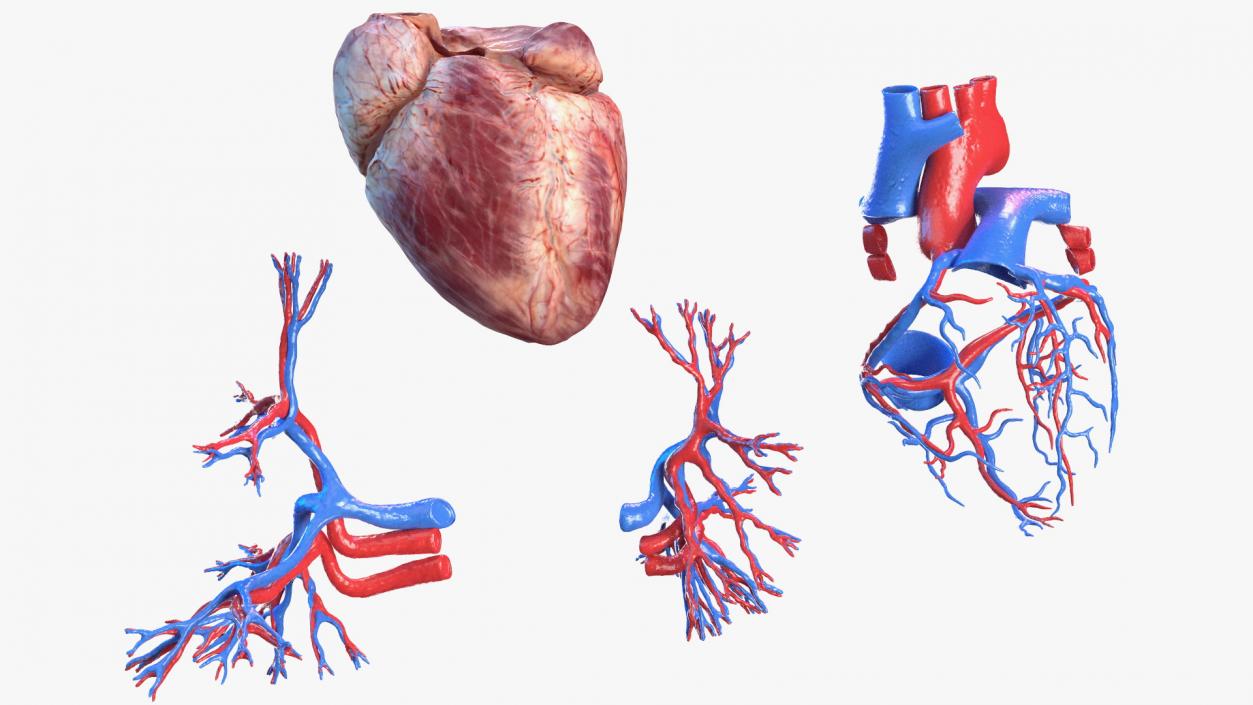 3D Female Cardiovascular System Anatomy