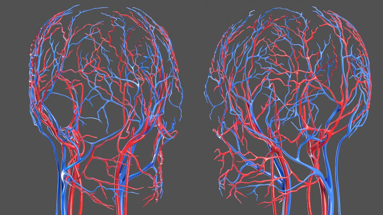 3D Female Cardiovascular System Anatomy