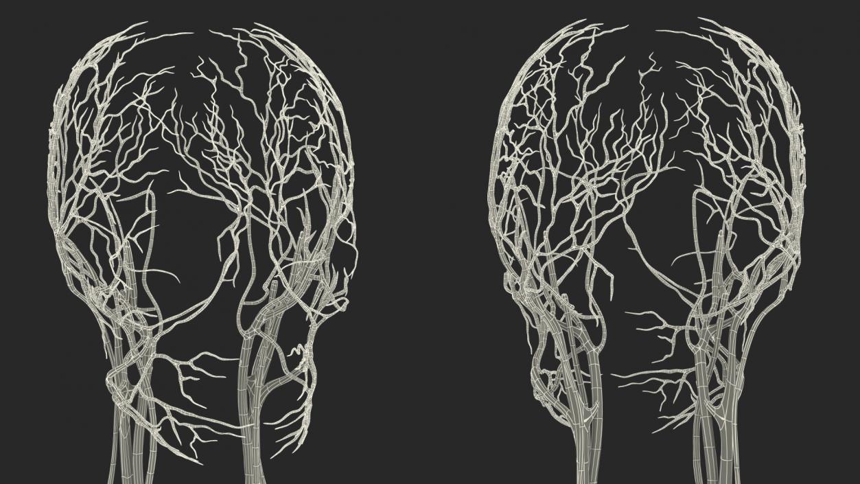 3D Female Cardiovascular System Anatomy