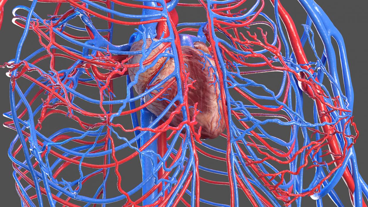 3D Female Cardiovascular System Anatomy