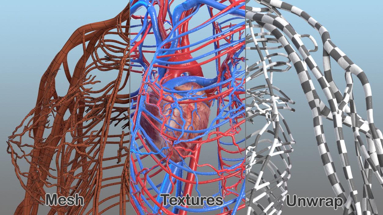 3D Female Cardiovascular System Anatomy