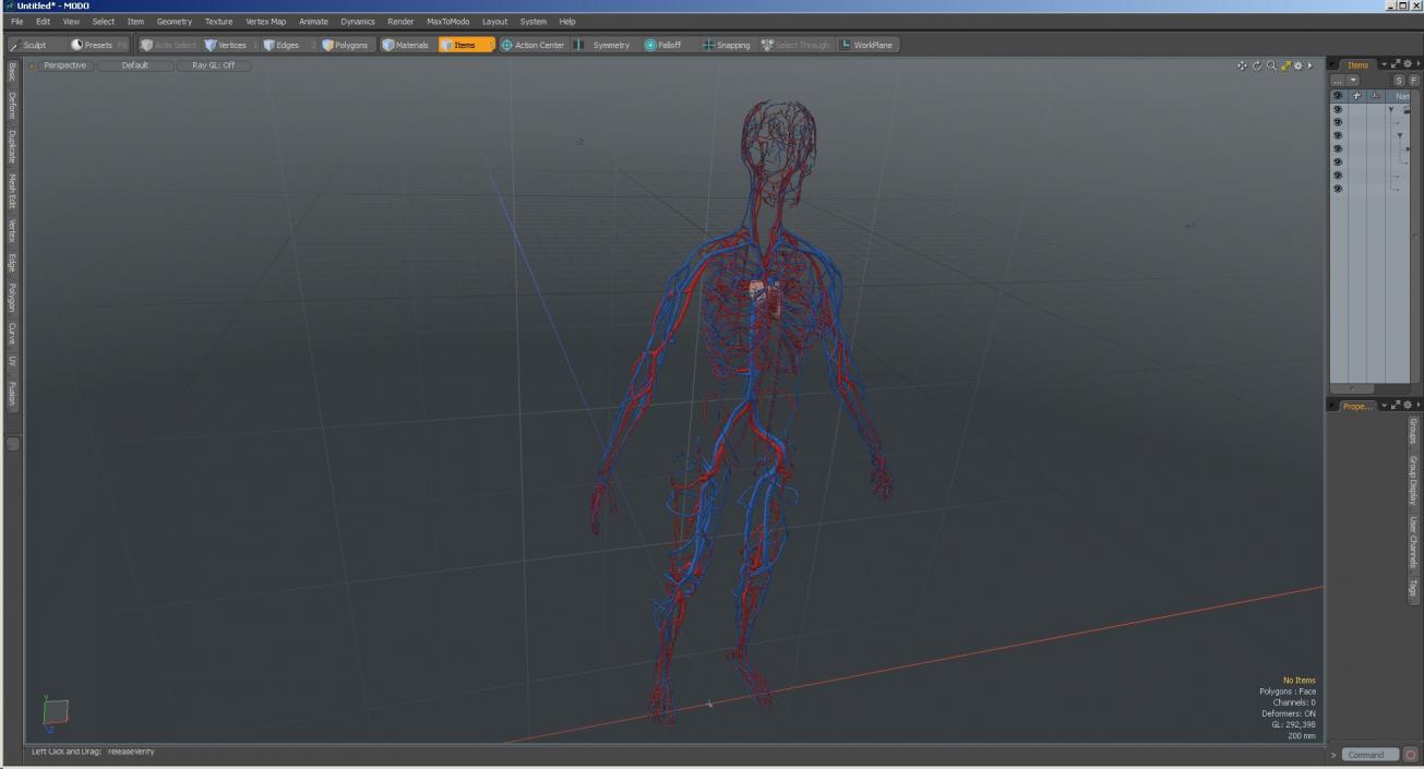 3D Female Cardiovascular System Anatomy