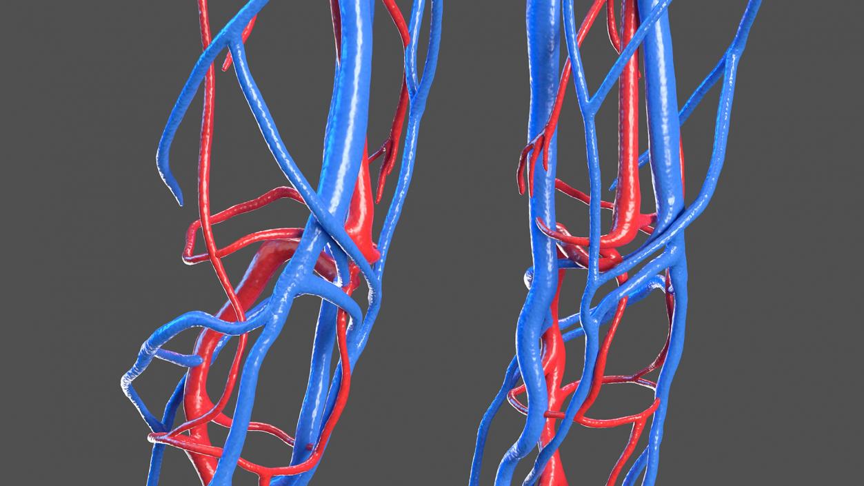 3D Female Cardiovascular System Anatomy