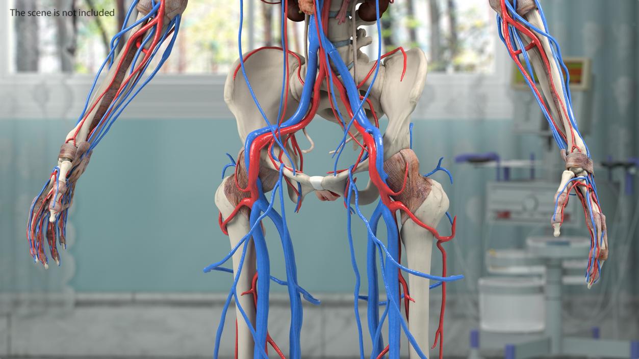 3D Female Cardiovascular System Anatomy