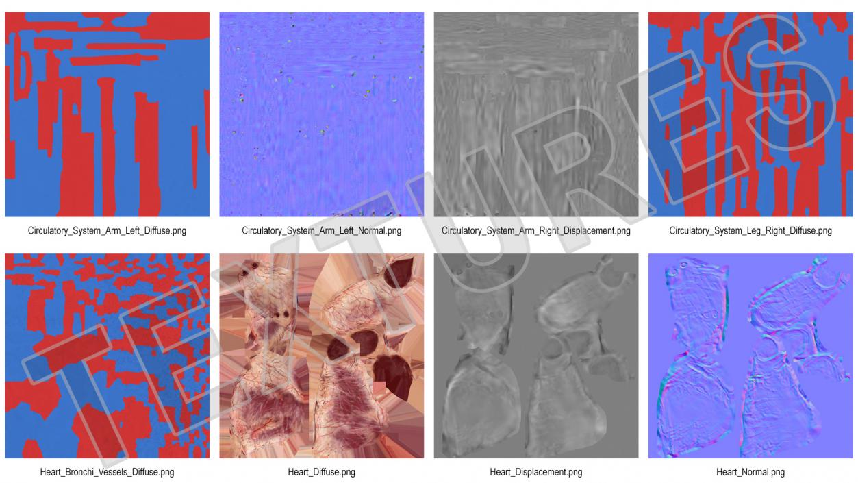 3D Female Cardiovascular System Anatomy