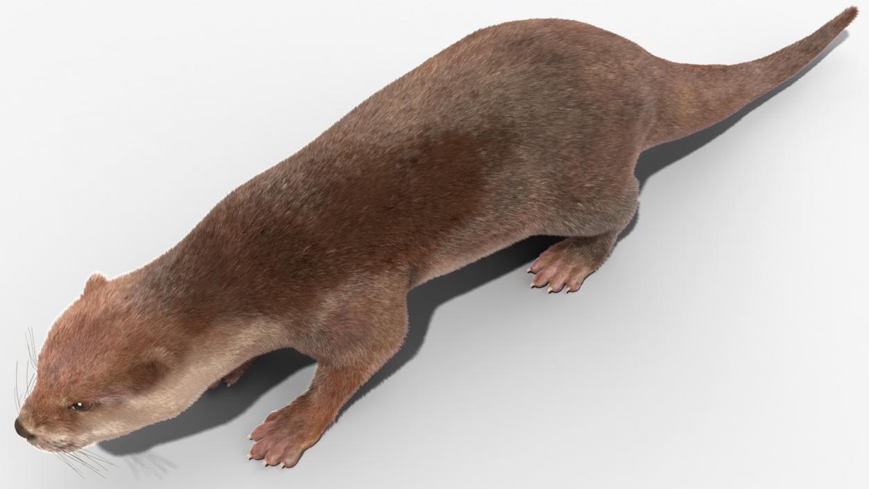 3D model Otter Basic Pose Fur