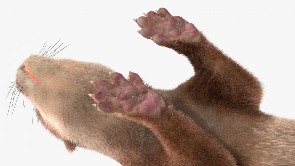 3D model Otter Basic Pose Fur