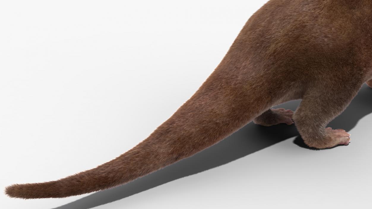 3D model Otter Basic Pose Fur