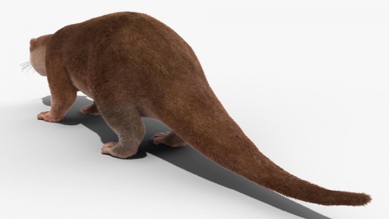 3D model Otter Basic Pose Fur