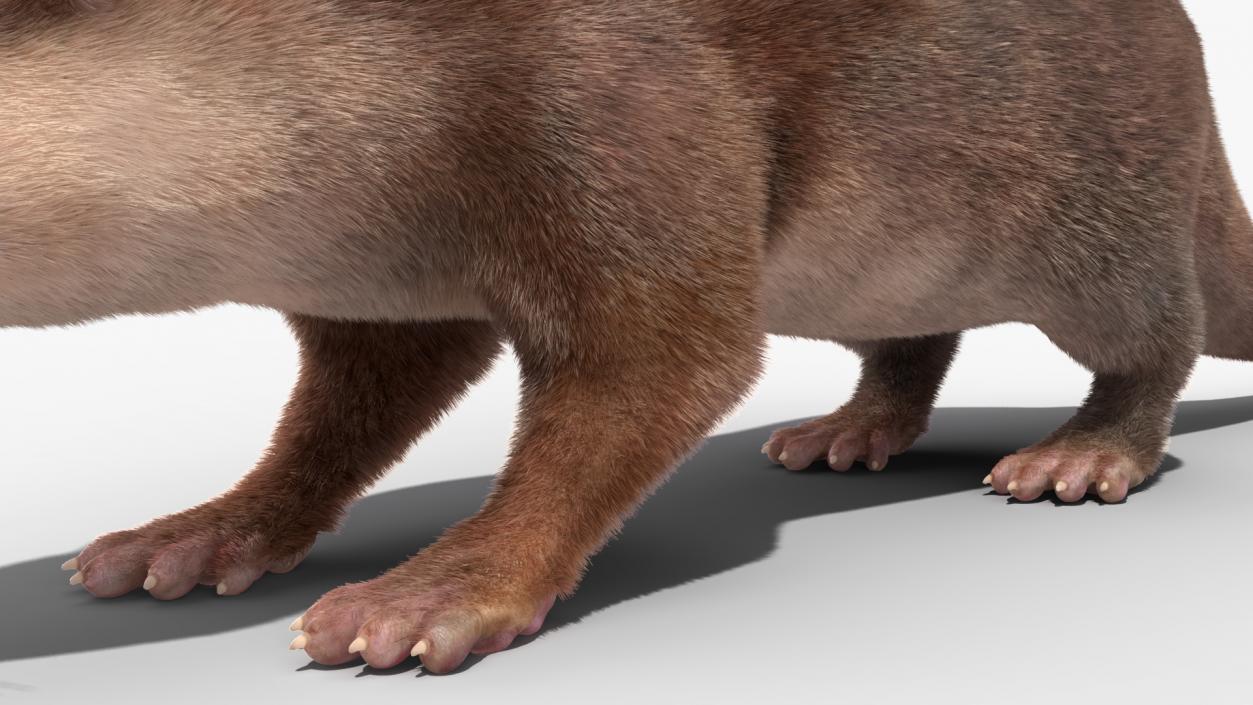 3D model Otter Basic Pose Fur