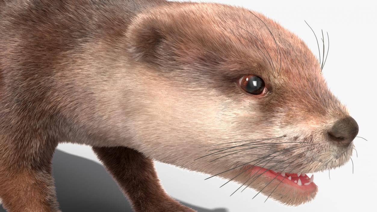 3D model Otter Basic Pose Fur