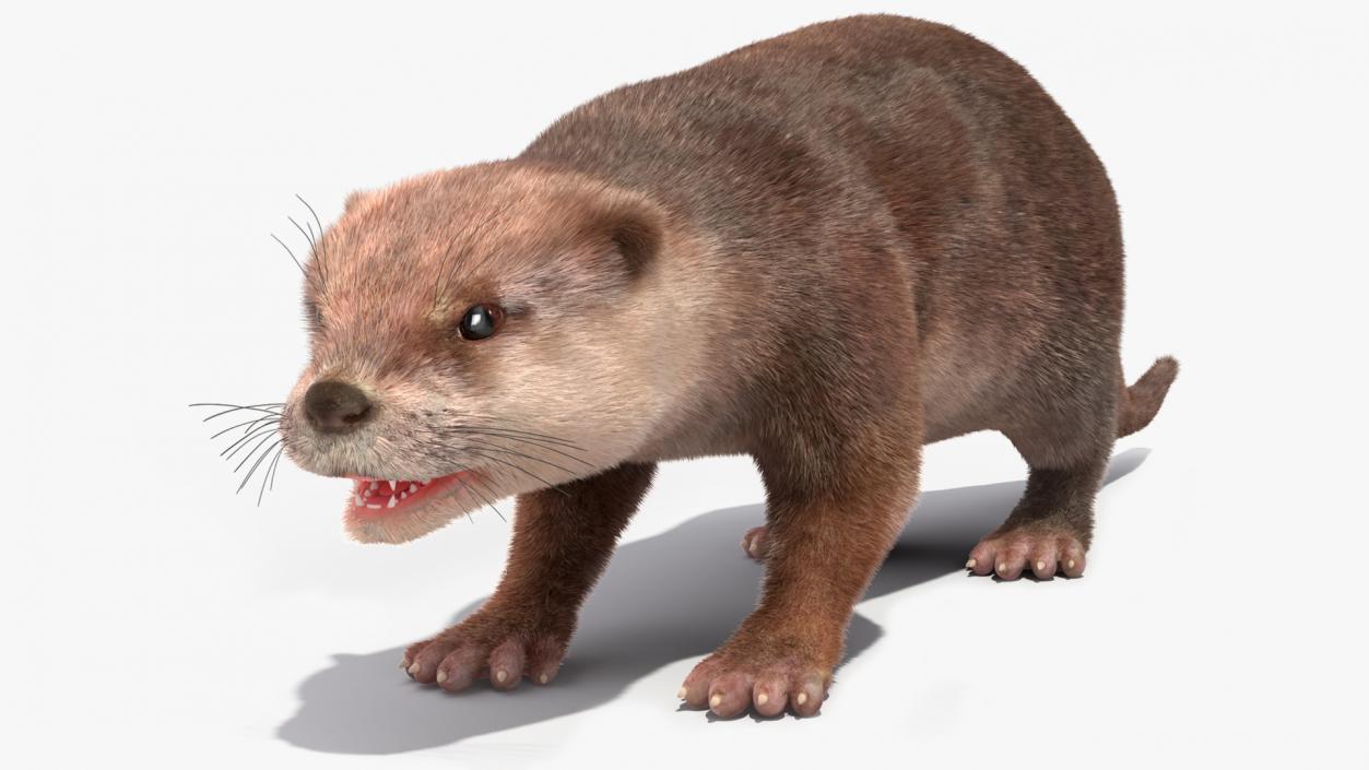 3D model Otter Basic Pose Fur