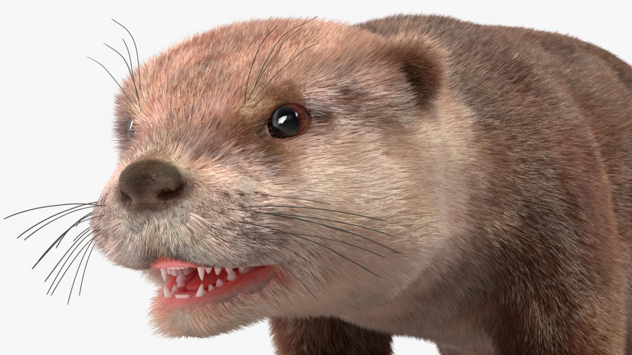 3D model Otter Basic Pose Fur