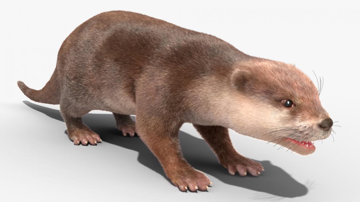 3D model Otter Basic Pose Fur