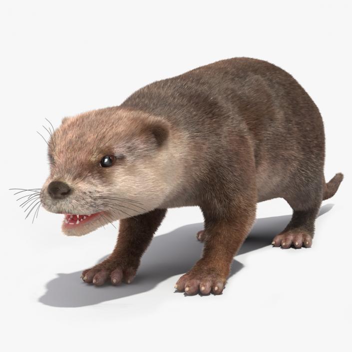 3D model Otter Basic Pose Fur