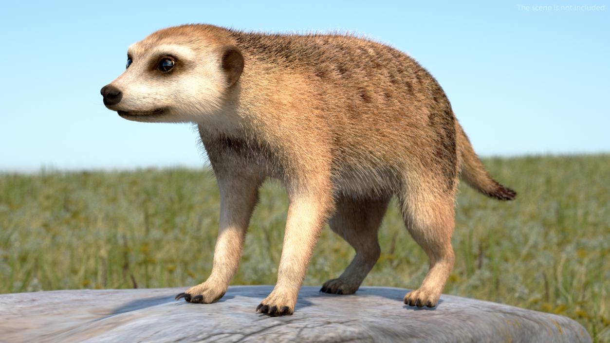 Meerkat Neutral Pose Fur 3D model