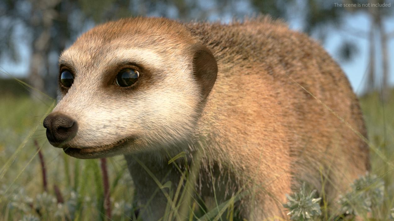 Meerkat Neutral Pose Fur 3D model